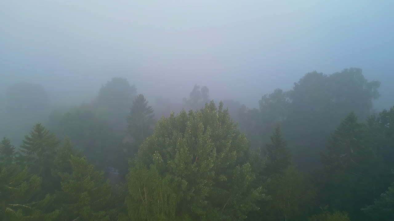 아침 안개에 인 안개 숲의 나무 꼭대기는 조용하고 신비로운 분위기를 만니다.