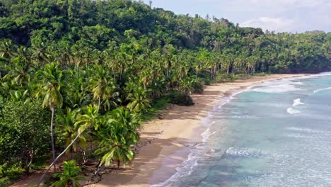 palm tree on playa coson, las terrenas in dominican republic