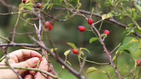 hands picking wild rose hip in nature