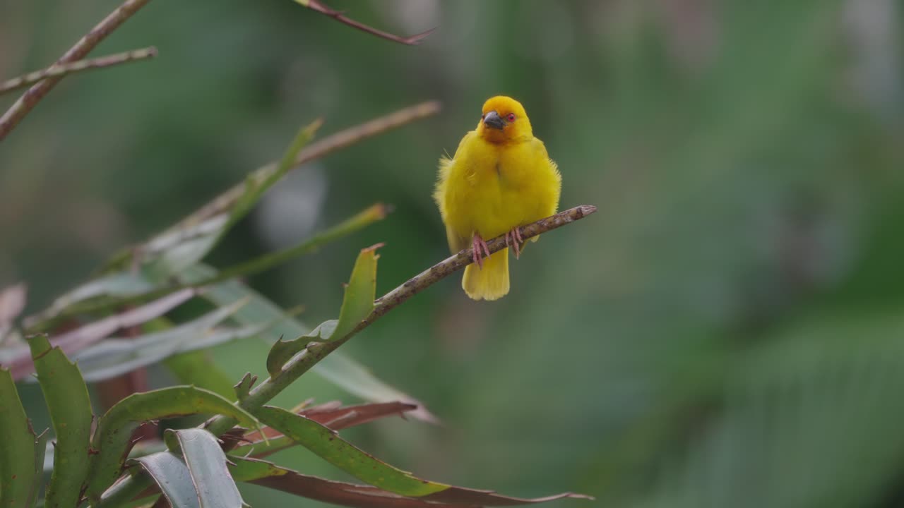 Eastern Golden Weaver perches on a branch near its nesting colony on Zanzibar Island