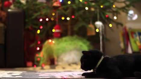 gato negro tirado en una alfombra al lado de un árbol de navidad parpadeante