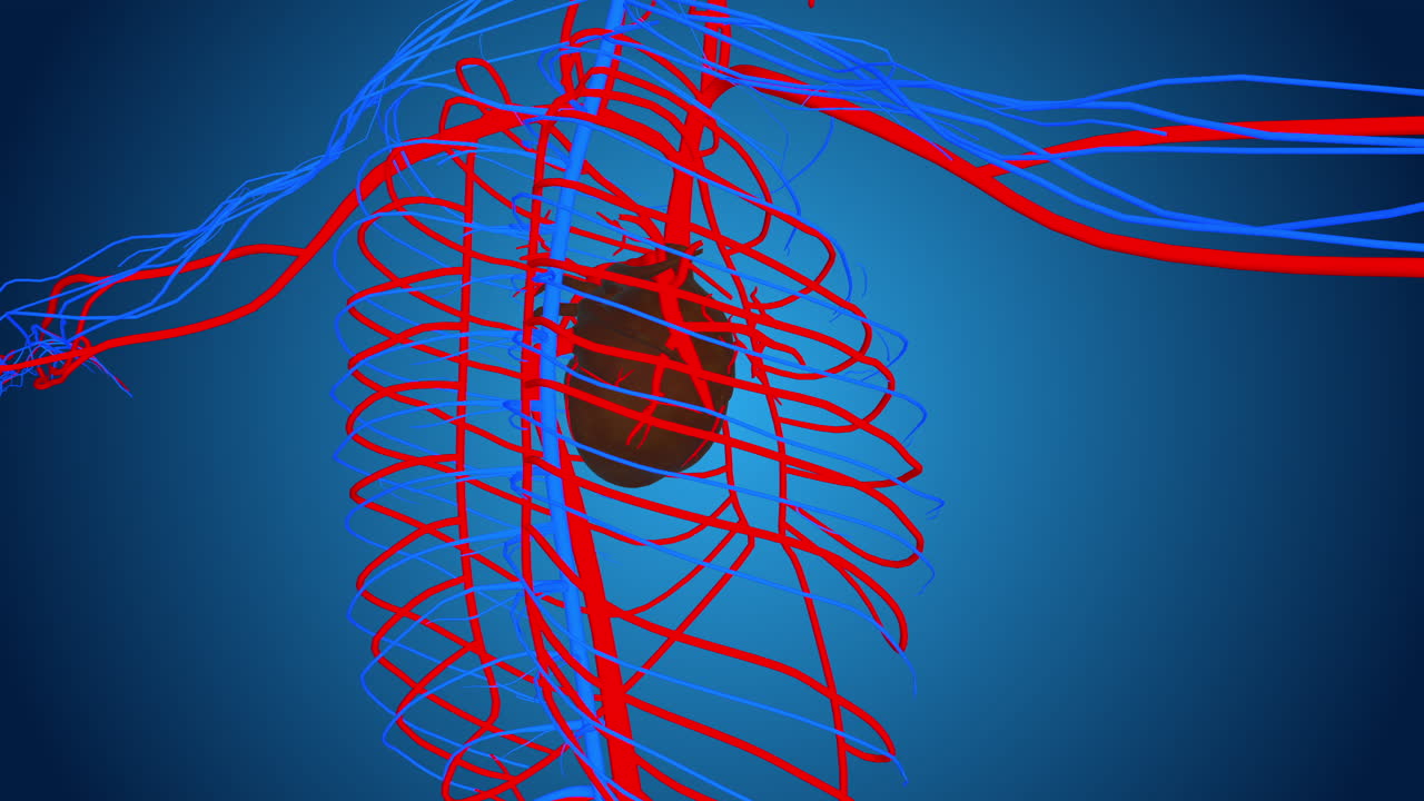 3D Model of the Human Heart and Cardiovascular System