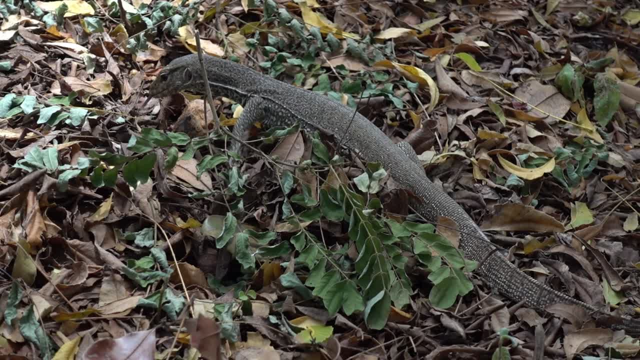 젊은 토지 모니터, varanus bengalensis, 사냥. 스리랑카