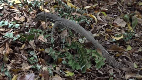 Young-Land-Monitor,-Varanus-bengalensis,-hunting.-Sri-Lanka