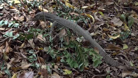 monitor de tierra joven, varanus bengalensis, caza. sri lanka