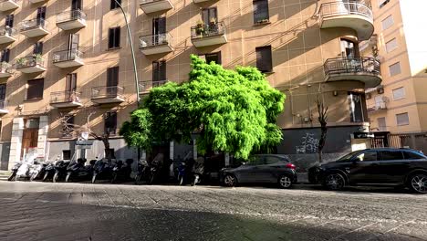 urban street with building and tree