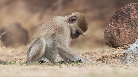 vervet monkey feeds on grass over dried ground in wilderness