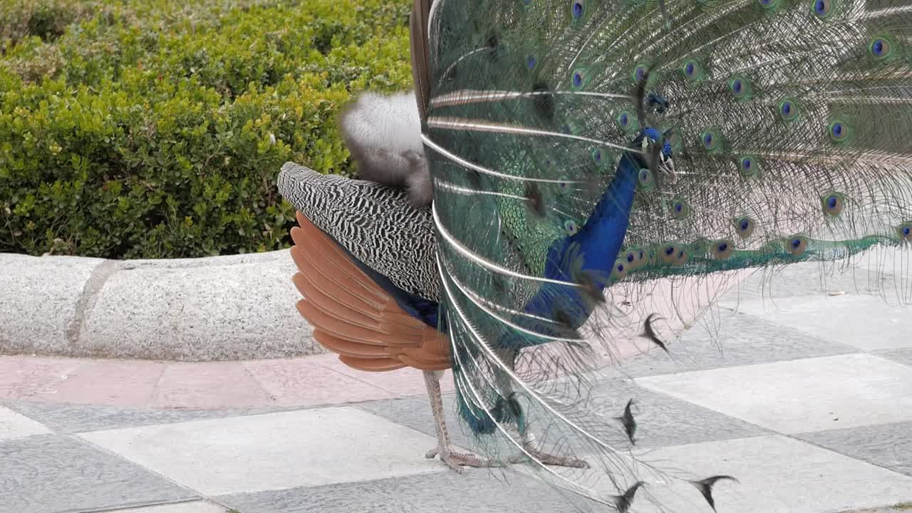 공작의 짝짓기 의식 동안 날개가 펄럭이는 뒷날개의 클로즈업