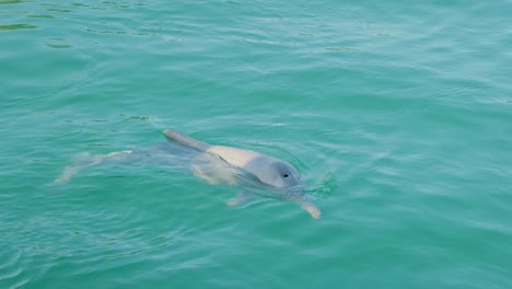 wild dolphin near moreton bay