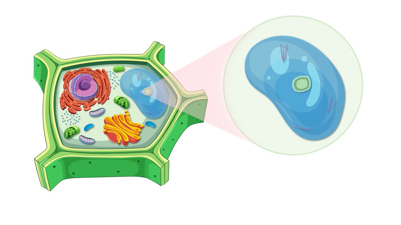 Animation illustrating plant cell structure with focus on vacuole and crystal formations, highlighting cellular components and dynamic transitions