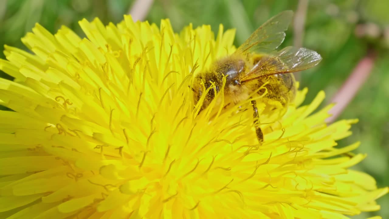 Bie sitter på en gul løvetannblomst og suger nektar.