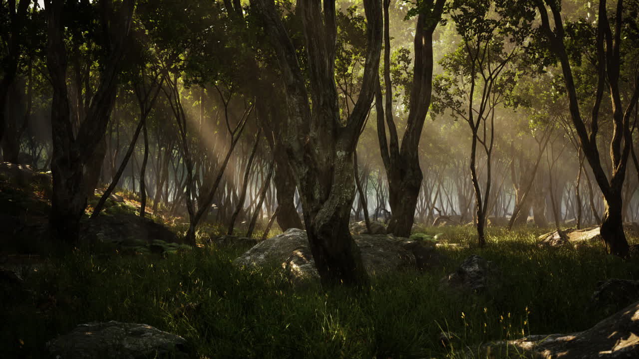 마법의 빛 속의 마법의 숲