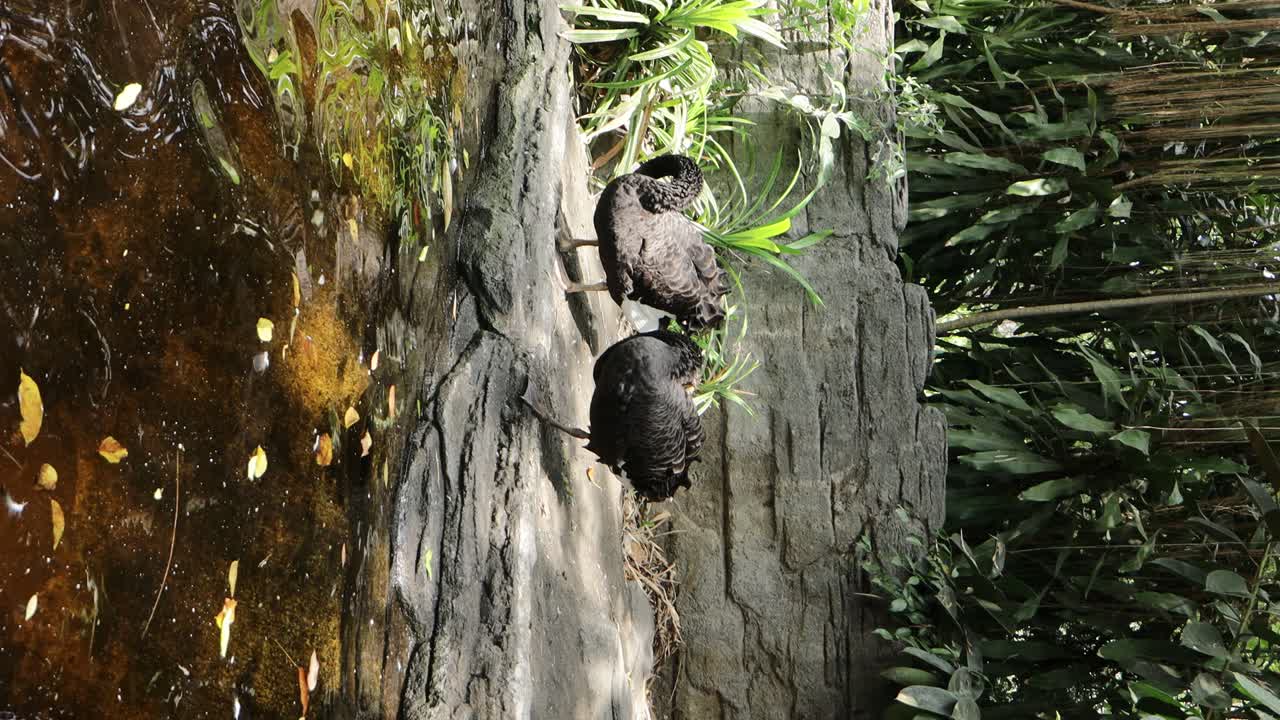 Black Swan Preening by the Pond in Lush Natural Habitat