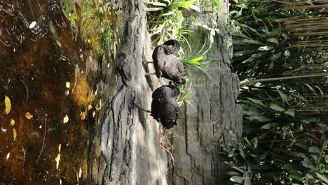 black swan preening by the pond in lush natural habitat