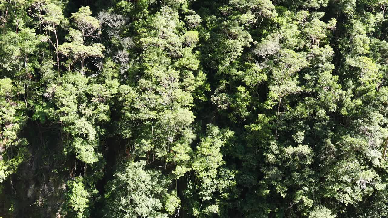 imágenes de drones explorando el exuberante y vibrante dosel de la selva tropical