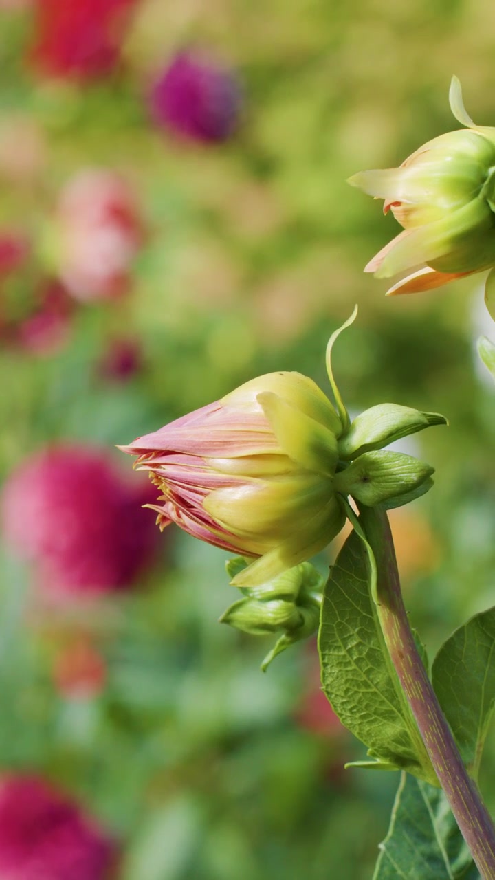 Tampilan Makro Kuncup Dahlia dengan Latar Belakang Cerah, Cahaya Alami, Kedalaman Bidang Dangkal