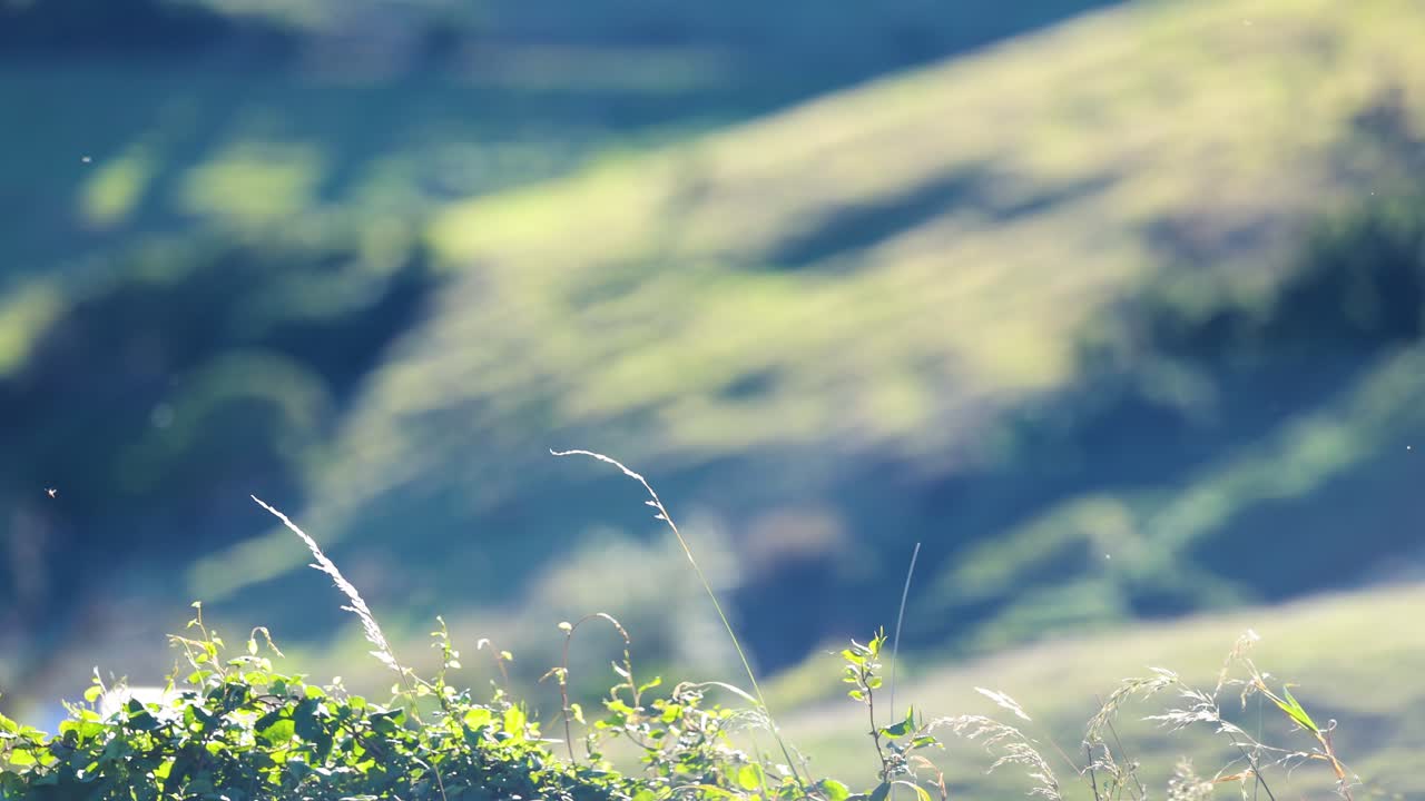 Gentle breeze over lush green hillside in Akaroa, captured with soft lighting and a tranquil atmosphere