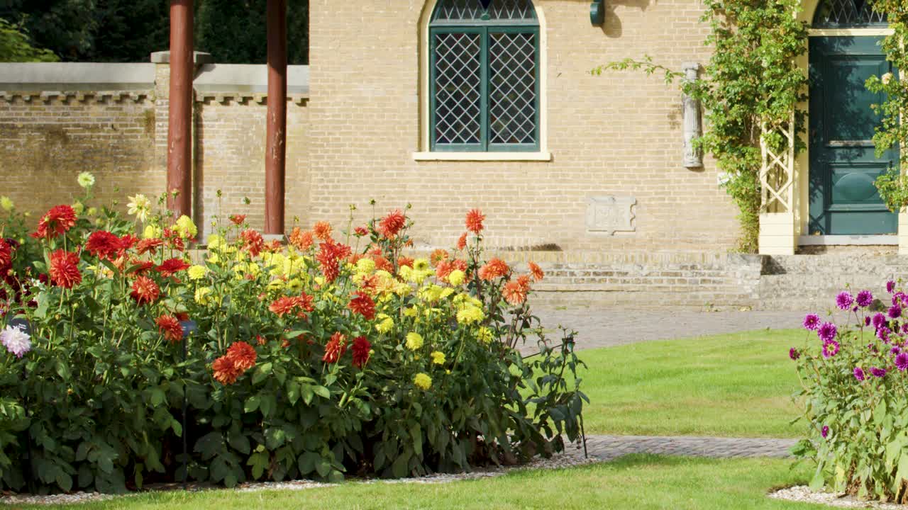 Kameraet panorerer langsomt over livlige dahlia-blomster ved siden af en gammel stenbygning i naturligt dagslys.