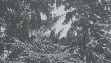 slow motion: heavy snowfall, some spruce trees in the background