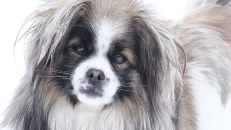 close-up of a fluffy dog