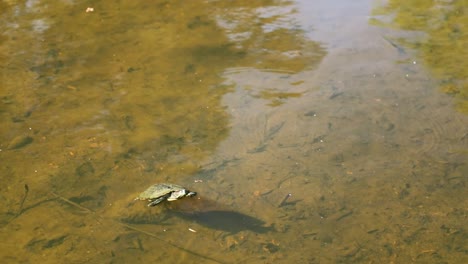 red-eared slider turtle wandering around the shallow pond