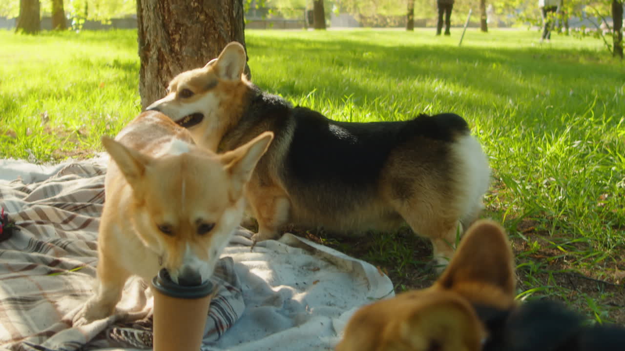 Corgis enjoying a picnic in the park