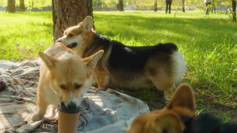 corgis enjoying a picnic in the park