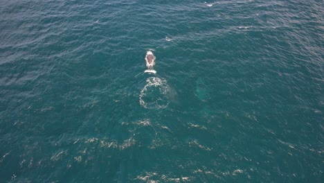 Ballena-Jorobada-Saliendo-A-La-Superficie-Y-Respirando-Aire---Toma-Aérea