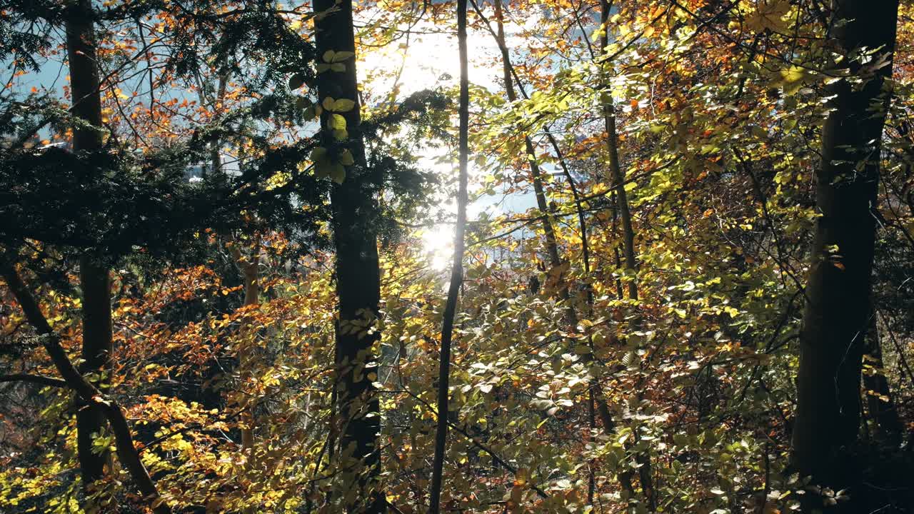 hora de oro en el bosque: la luz del sol se filtra a través de un vibrante bosque de otoño, proyectando un brillo cálido en el follaje colorido. walensee, suiza.