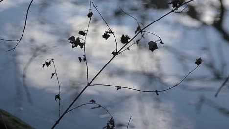 leaves sillouette against water reflections