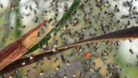 enjambre de arañas diminutas en la telaraña