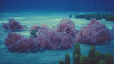 Purple-and-pink-soft-corals-and-red-sponges