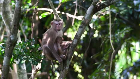 El-Macaco-De-Cola-De-Cerdo-Del-Norte-Es-Un-Primate-Que-Se-Encuentra-Comúnmente-En-El-Parque-Nacional-De-Khao-Yai,-Aunque-Es-Una-Especie-Vulnerable.