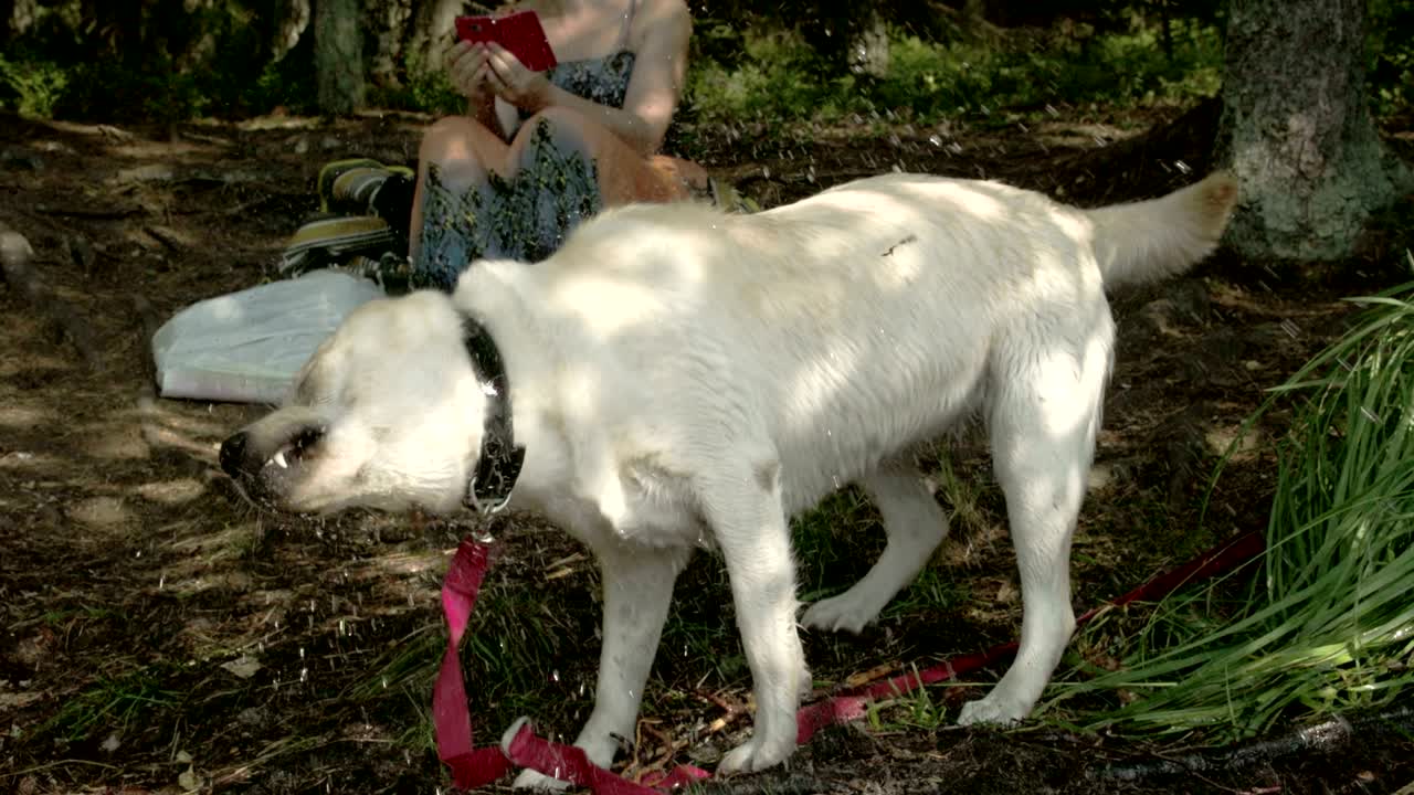 el lindo perro labrador retriever moviendo su cuerpo fs700 odyssey 7q 4k
