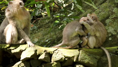 longtail macaque baby gets helped up stone wall by family and then attacked by slightly older monkey