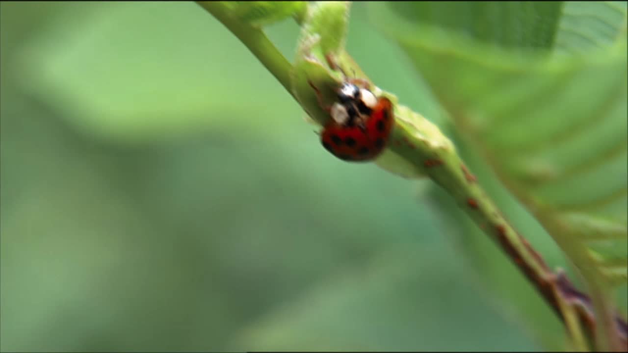 클로즈업은 식물을 횡단하는 무당벌레와 다른 곤충을 먹는 잠자리를 보여줍니다.