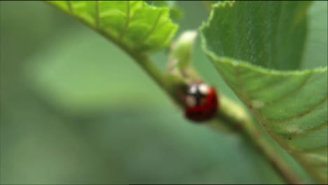 Nahaufnahmen-Zeigen-Einen-Marienkäfer,-Der-Eine-Pflanze-Durchquert,-Und-Eine-Libelle,-Die-Ein-Anderes-Insekt-Frisst