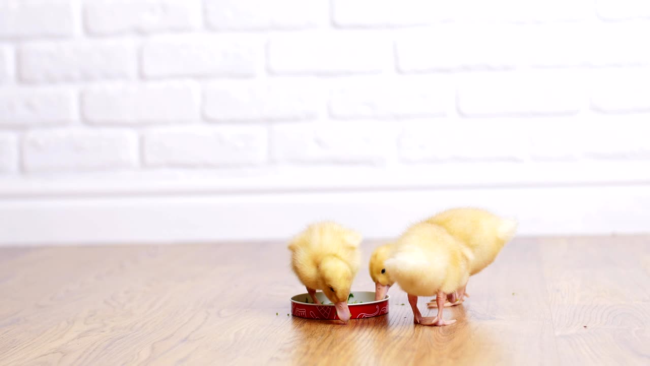 세 마리의 작은 노란 오리 새끼가 접시에서 물을 마신다. 실내에서,  바탕에