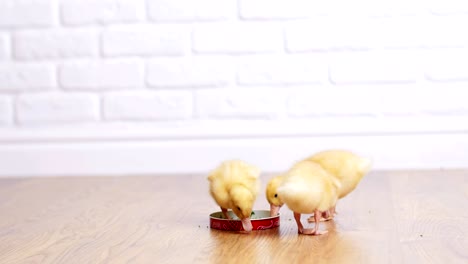 tres pequeños patitos amarillos beben agua de un plato. en el interior, sobre un fondo blanco