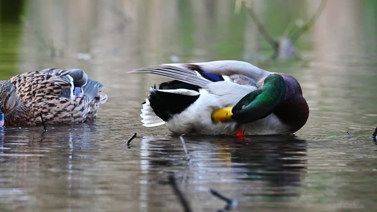 수컷이 연못에 있는 깃털을 손질하는 아름다운 청둥오리 커플