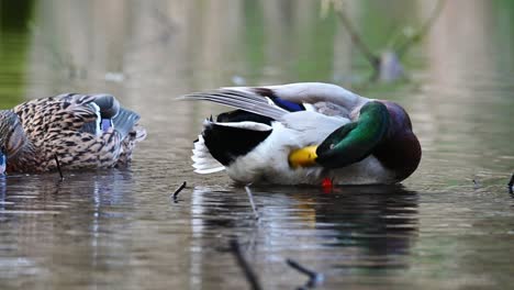 beautiful couple of mallard ducks with the male preening it's feathers on the pond