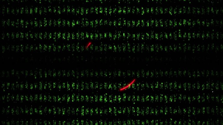 Neon red circles on green texture