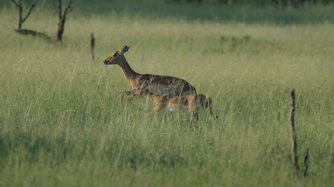 Impalas Running and Jumping in a Grassland