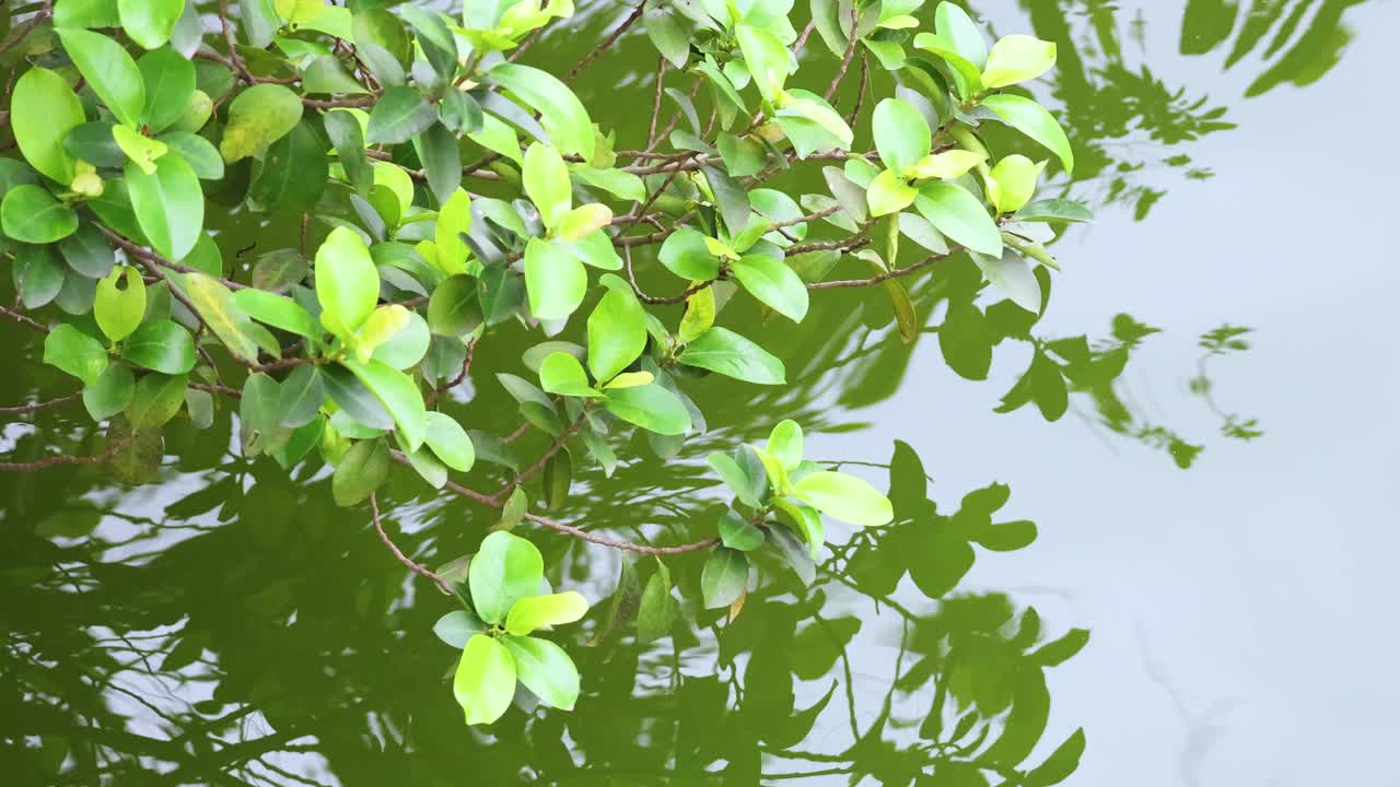 차분 한 물 표면 에 반사 되는 초록색 잎