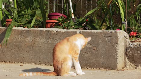 stray cat sitting next to a concrete block in the garden