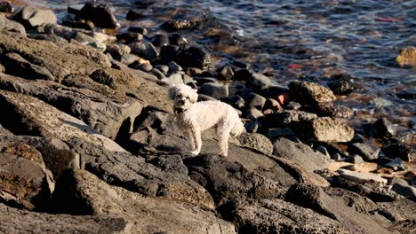 a dog navigates rocks by the sea