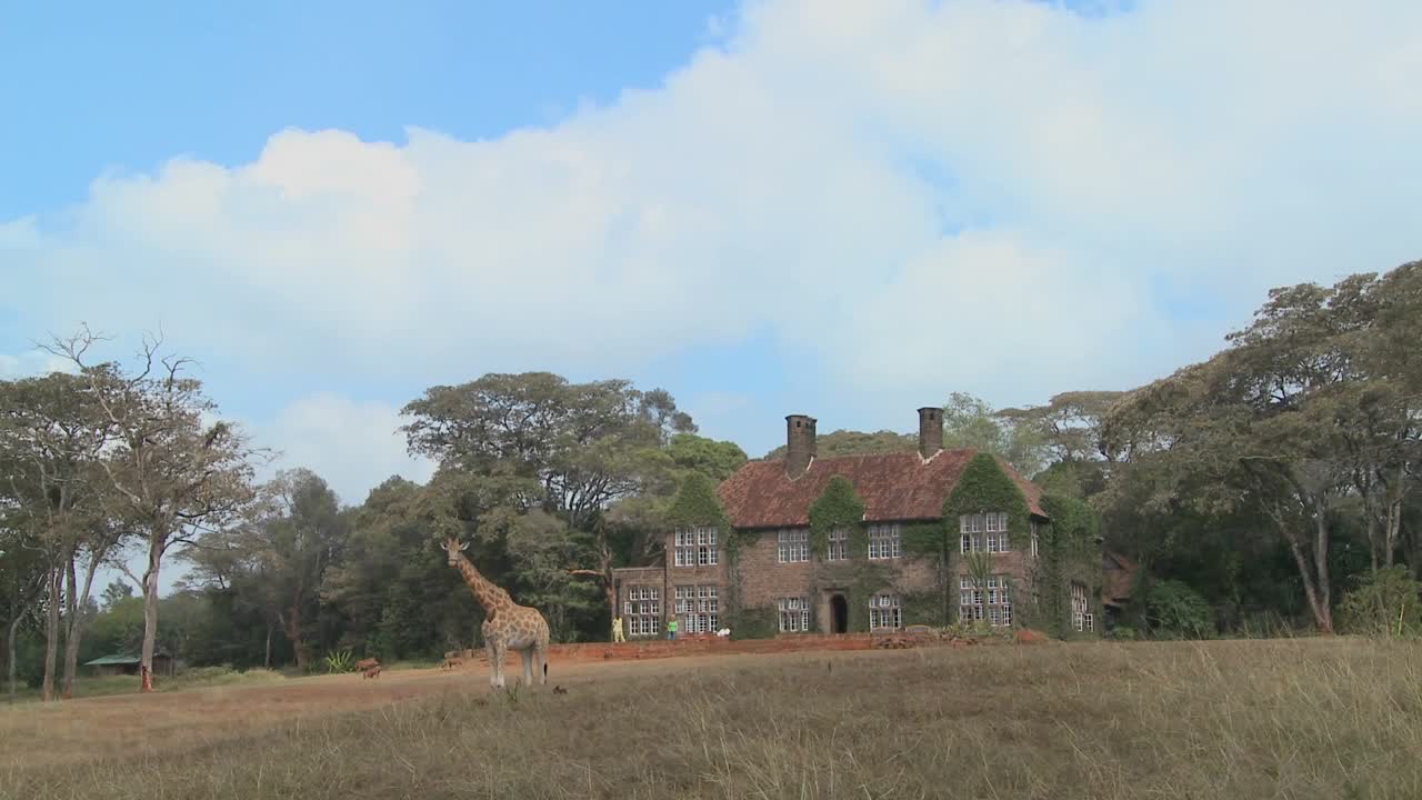 케냐의 옛 저택 밖을 돌아다니는 기린 25