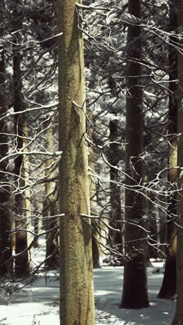 snowy winter forest