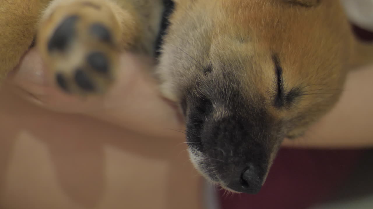 바닥에서 자고 있는 작은 시바 강아지