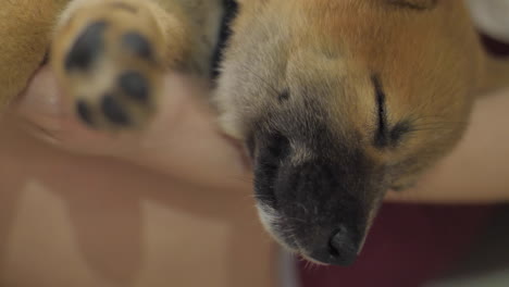 un pequeño cachorro de shiba durmiendo en el suelo